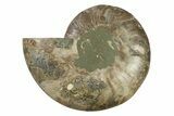 Cut & Polished Ammonite Fossil (Half) - Madagascar #341212-1